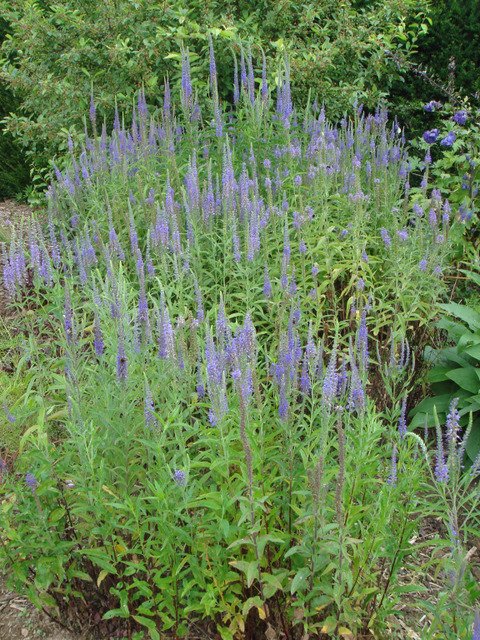Veronica spicata